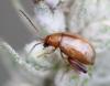 Longitarsus tabidus